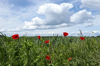 Strandgut Ferienhaus