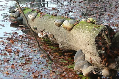 Haus am See