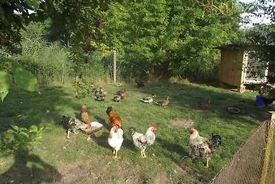 Weissstorch