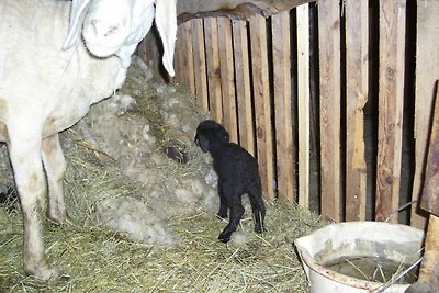 Vakantieappartement Gezinsvakantie Kals am Großglockner