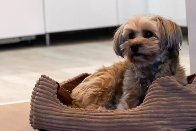 FeWo Harzer Wiesenberg