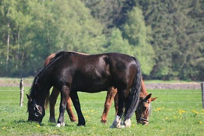 Ferienwohnung Typ Borkum