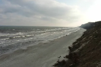 Strandmöwe