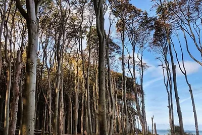 Ferienhaus an den Weiden 9