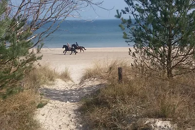 Ostseemuschel
