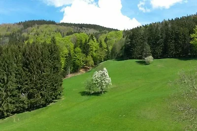 Olivenblüte