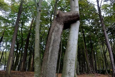 Ferienwohnung Ostseekrabbe 1a alt