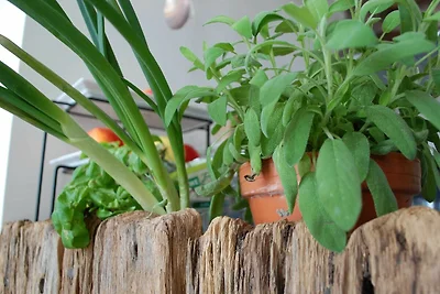 Steuermann, 1 Zim. Fewo, 20 m²