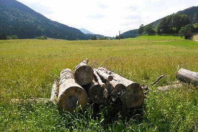 FW Haflinger