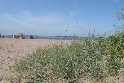 Grauer Esel E1