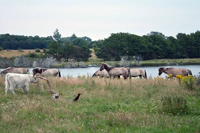 Ferienidyll Niesgrau