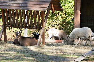 Appartamento Vacanza con famiglia Dankerode