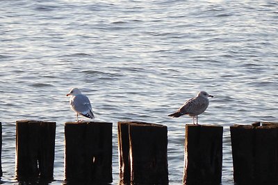 Ferienwohnung am Meer -1-
