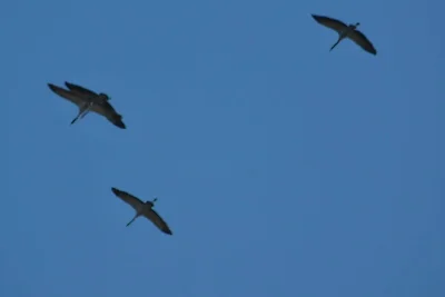 Ferienwohnung Swante