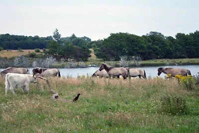 Vakantiehuis Ontspannende vakantie Kronsgaard