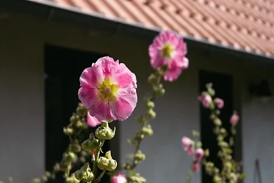 Ferienhaus 8