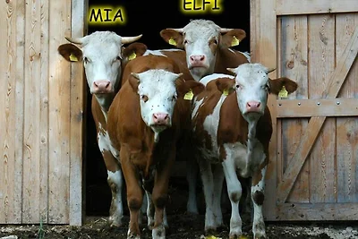 Ferienwohnung Attersee