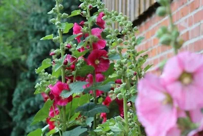 Kuća za odmor Dopust za oporavak Schönbeck