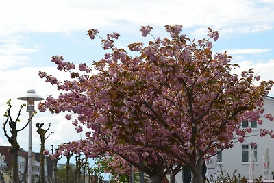 Graugans: 48m², 2-Raum, 4 Pers.