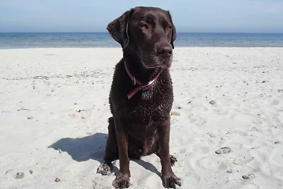 Domek letniskowy Urlop wypoczynkowy Gelting