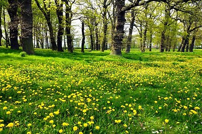 Ostsee Residenz Meeresblick Strandjuwel