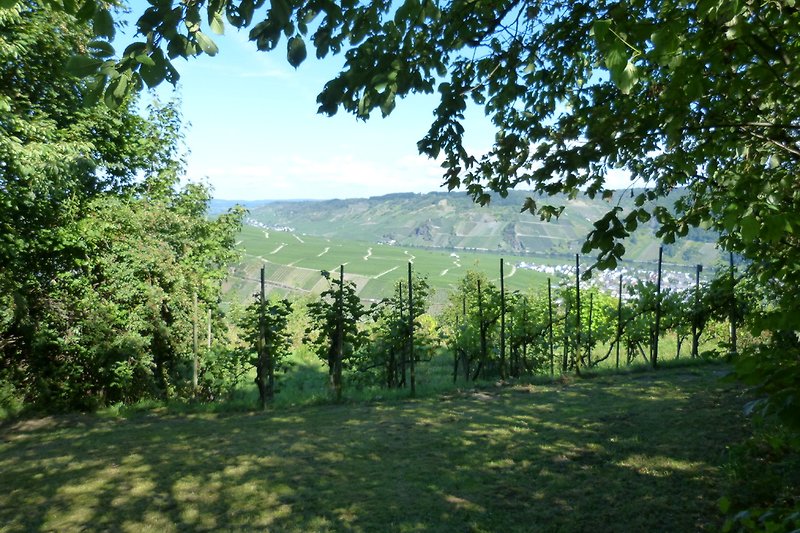 Westlicher Teil des Gartens mit Blick auf  Weinstöcke.