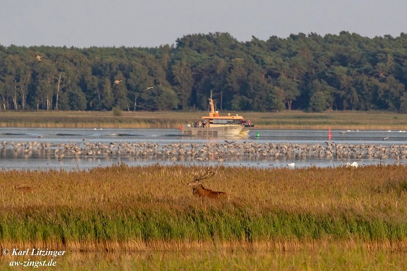 Cranes and red deer at Pramort on the Zingst.