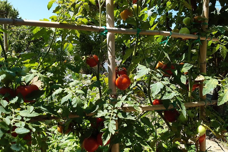 Tomatengarten
