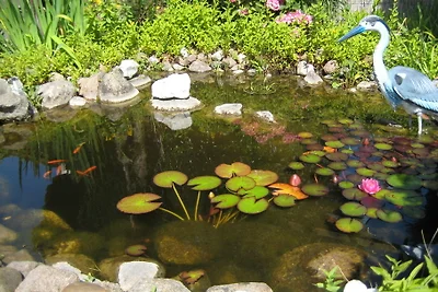 Ferienhaus Seerose