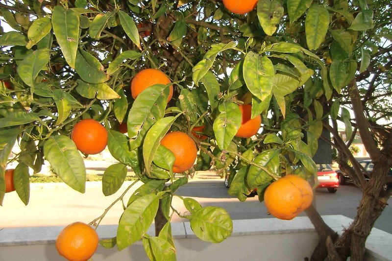 Albero di arance