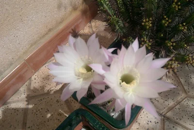 FH Costa Blanca Meer Spanien privat