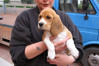 Frau M. DE CARLI Frau M. DE CARLI
