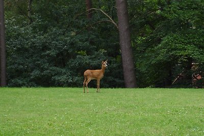 Wald-Ferienwohnung Hamburg 2 (EG)