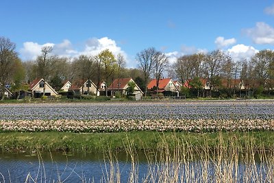 Tulips & Dunes