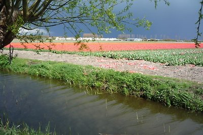 Tulips & Dunes