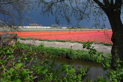 Tulips & Dunes