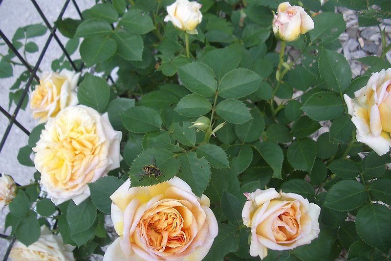 Biene mit Rose