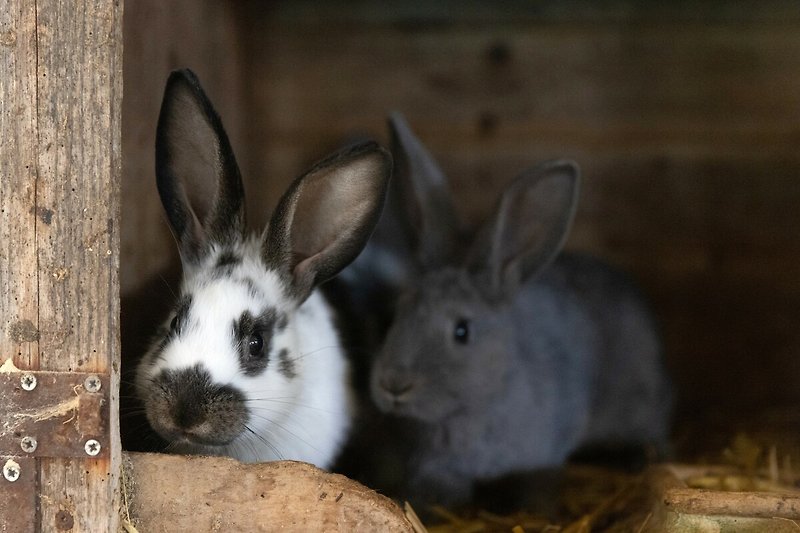 Die neugierigen Kaninchen ...
