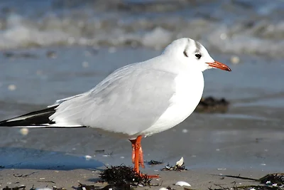 Residenz Dünenstr. Fewo Nr. 3