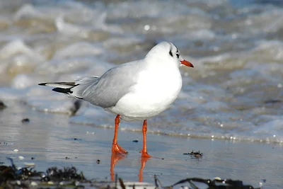 Villa Stranddistel, Fewo Josephine