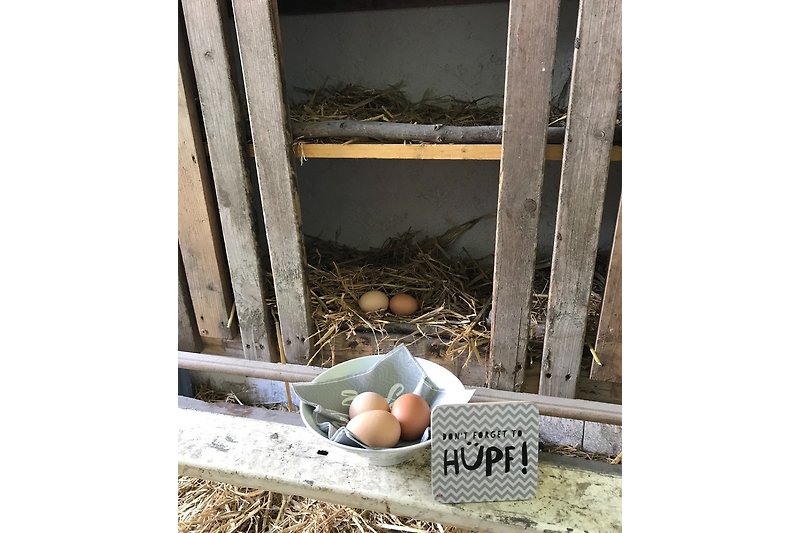 Frische Eier von glücklichen Hühnern 