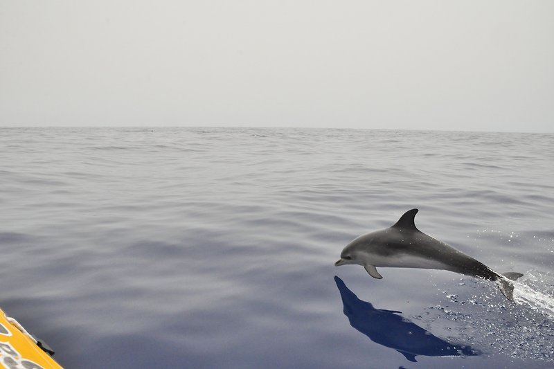 Delfine kommen sehr nah an die Boote (vor Tazacorte)