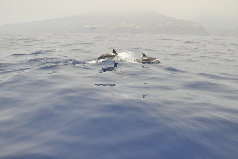 Delfine begleiten die Boote vor Tazacorte