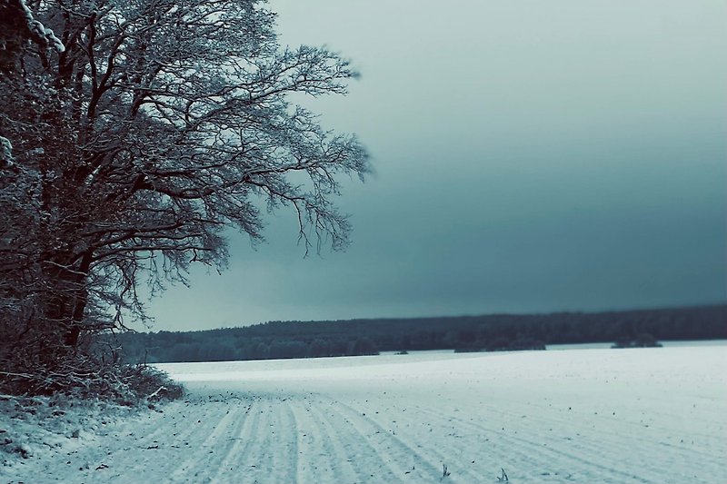 Winterlandschaft mit verschneiten Bäumen und blauem Himmel. Weitläufiges Ausreitgelände