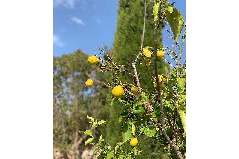 Frische Zitrone im Garten