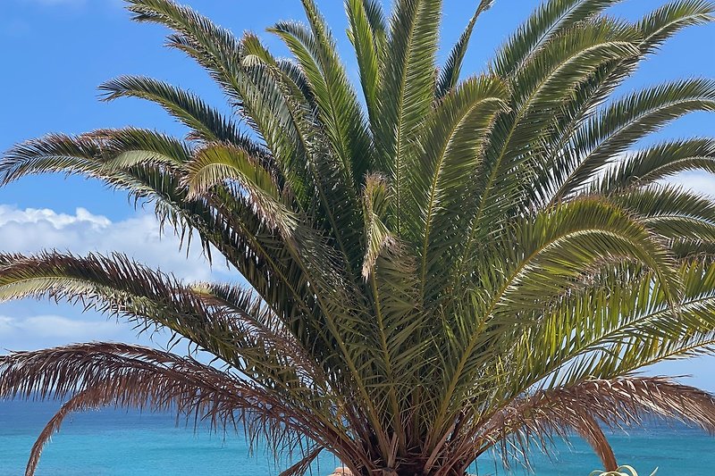 Tropische Landschaft mit Palmen, blauem Himmel und Wasser.
