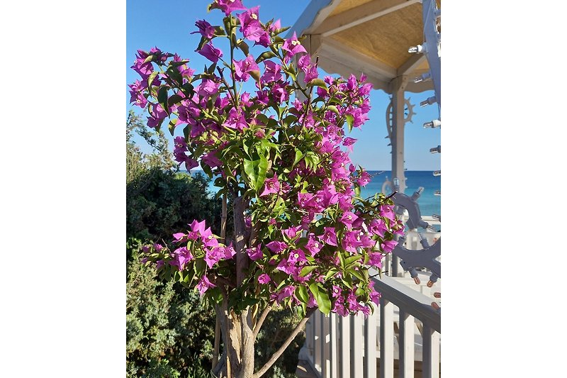 Blühendes Apulien