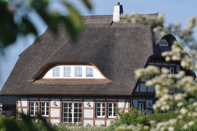 Omringd door witte rozen