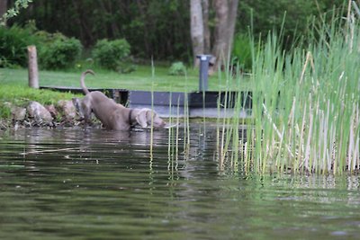 Reetdachhaus direkt amWasser 1600qm