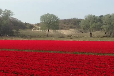 Ferienhaus Erholungsurlaub Egmond aan Zee